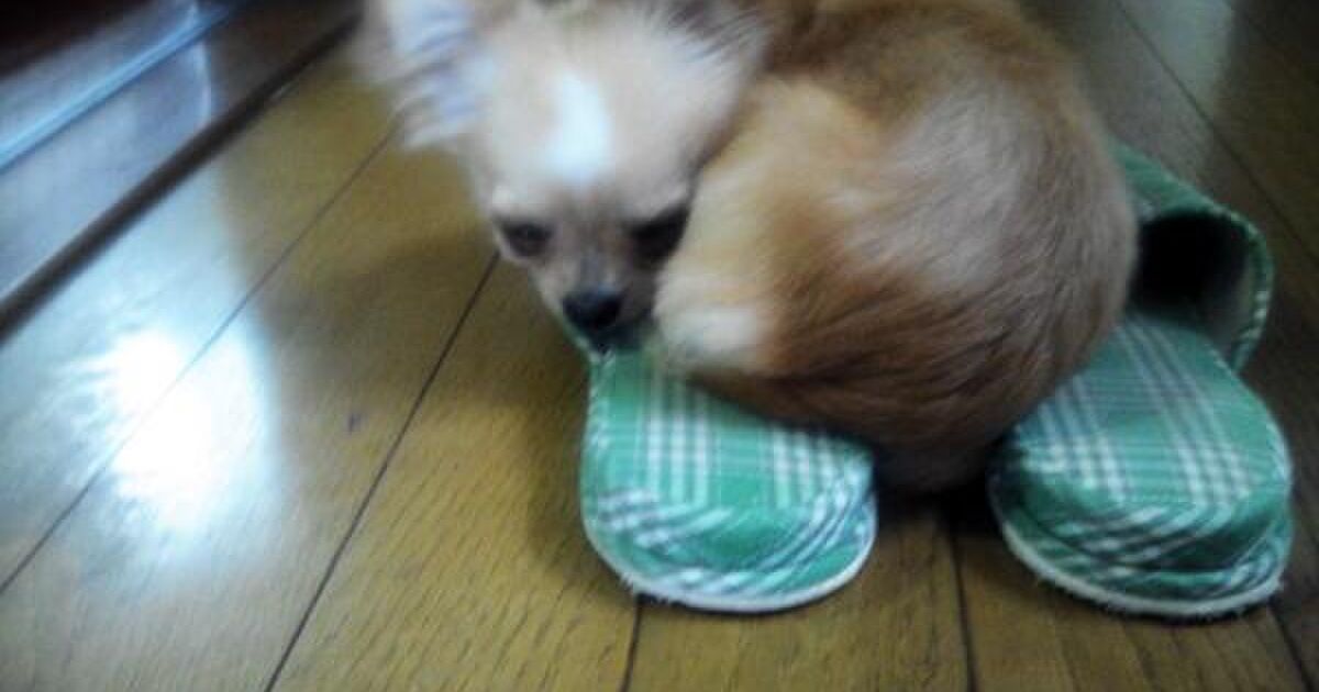 犬の 要求吠え は無視するべきなのか Togetter