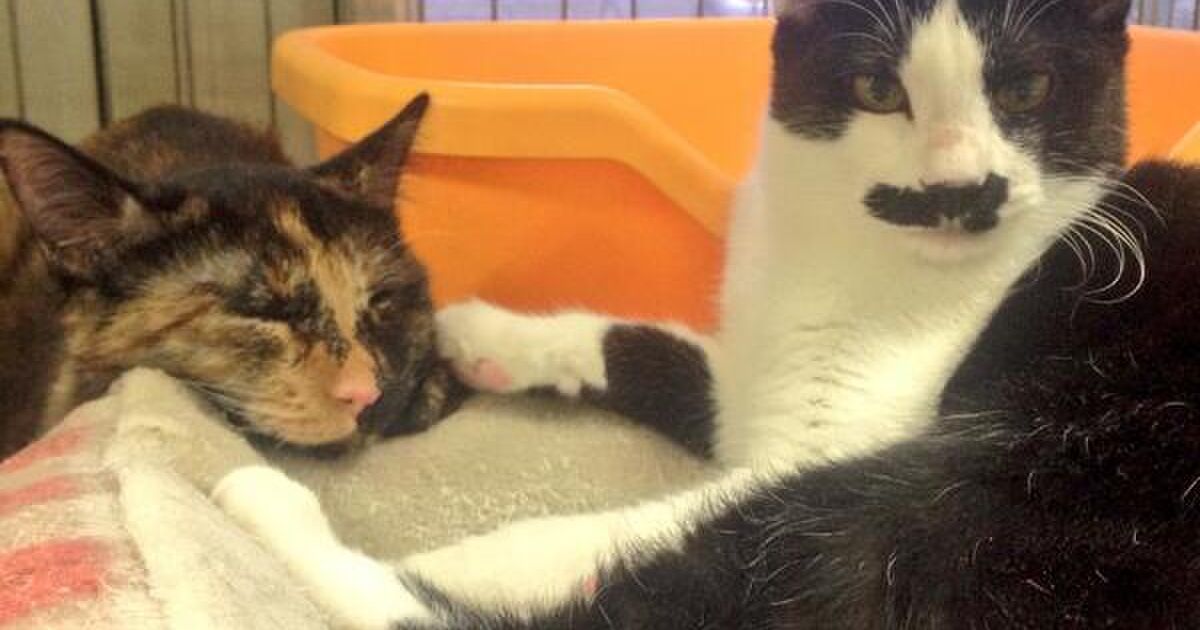 今すぐ会いにいける ライフボートで里親募集中の猫をまとめてみた 2月 3月 14 Togetter