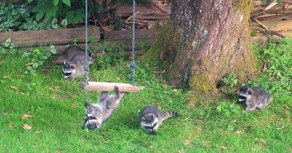 朝 カーテンを開けると 庭に絵本のような光景が広がっていた ブランコで遊ぶアライグマの五つ子たちがかわいくてたまらない Togetter