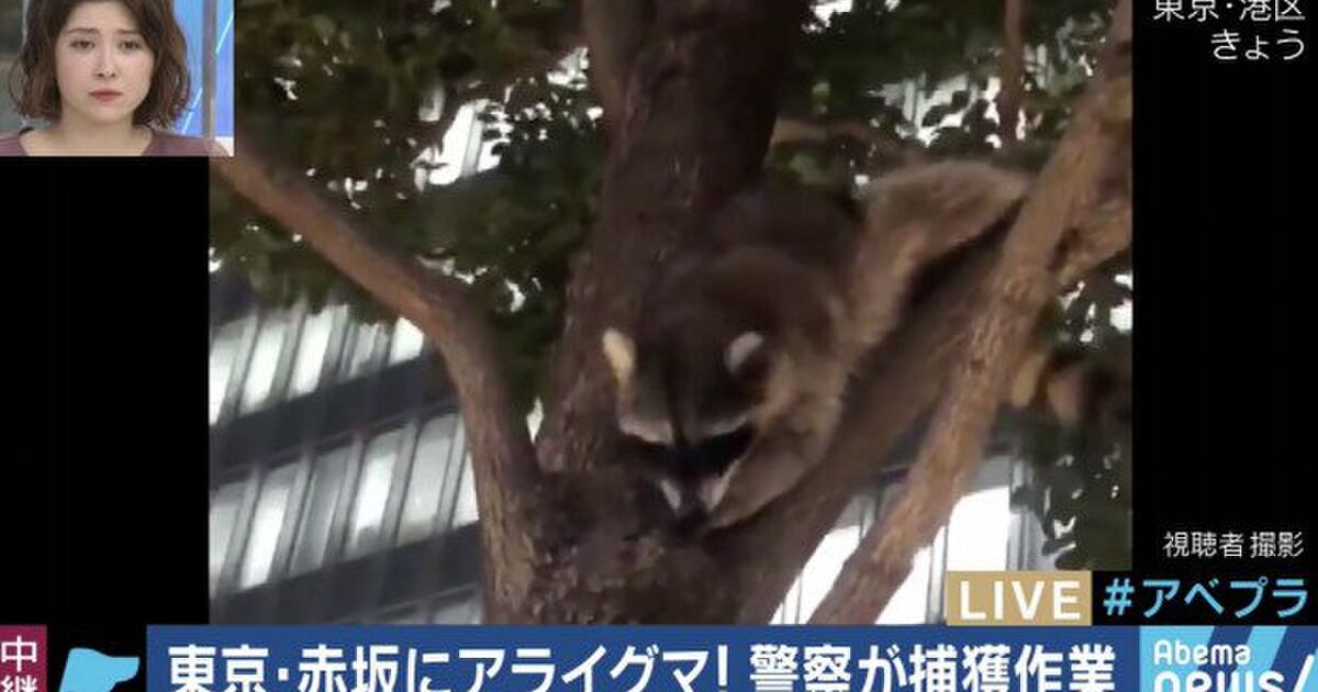 東京 赤坂にアライグマが出没 その後捕獲 御用となったアライグマはその後どうなるのか Togetter