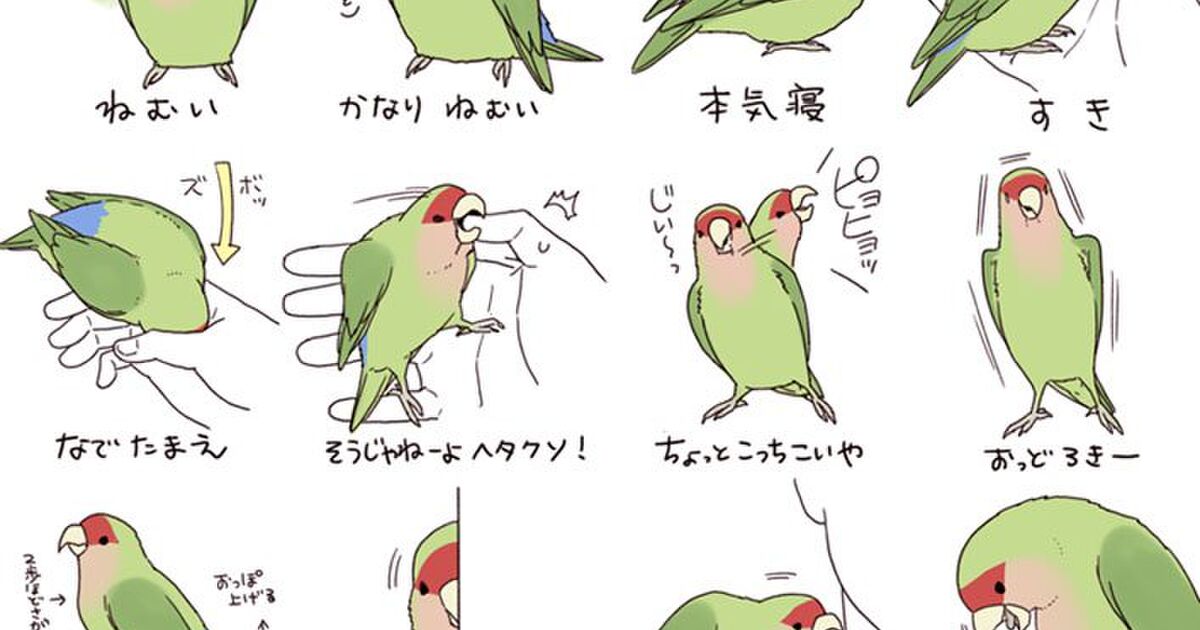 図解 インコのきもち があるあるすぎるし何この可愛いヤツ Togetter