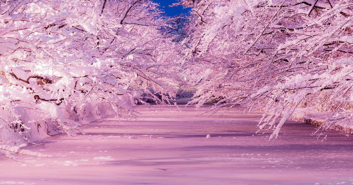 雪とライトアップによる満開の桜が幻想的で美しすぎる 弘前市 冬に桜を咲かせる 冬に咲くさくらライトアップ Togetter