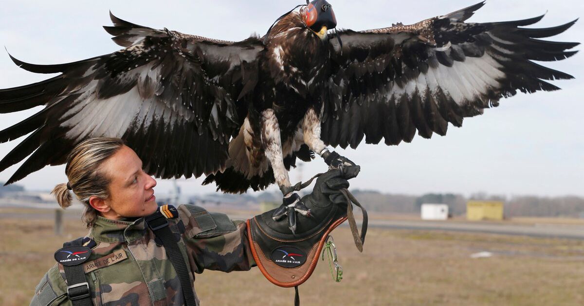 ドローンを狩るべくフランス空軍に属している鷲がカッコ良すぎて悶絶 ほんとに捕まえてる Togetter