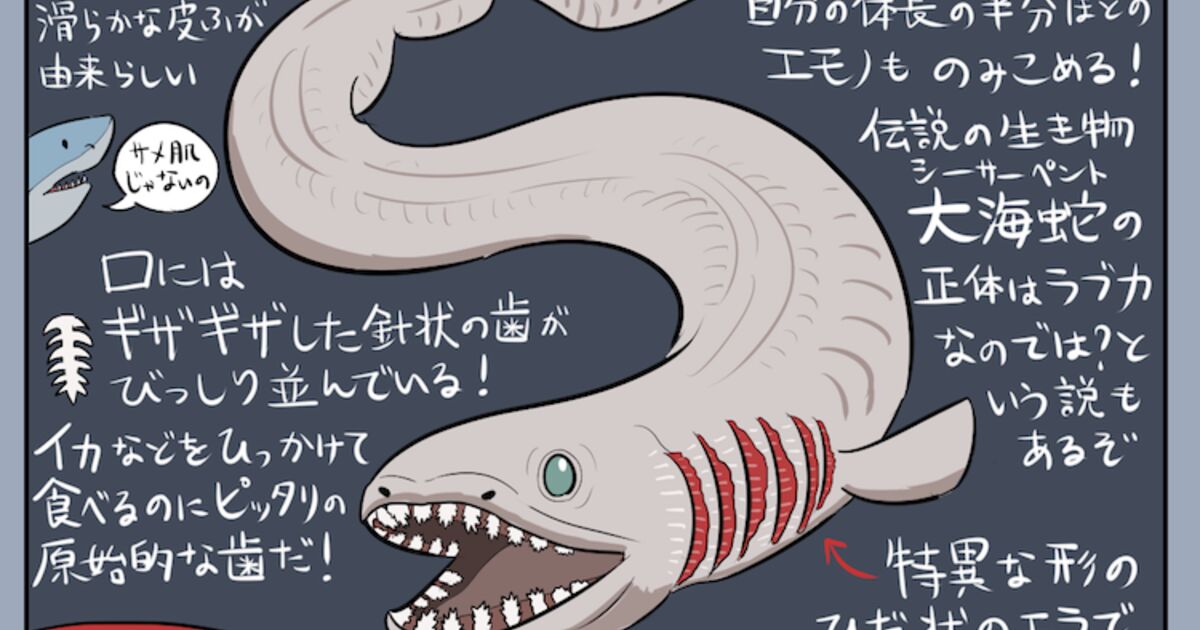 シン ゴジラのモデル深海生物 ラブカ の図解が面白すぎる 蒲田くんがうるさい 笑 食べられるの Togetter