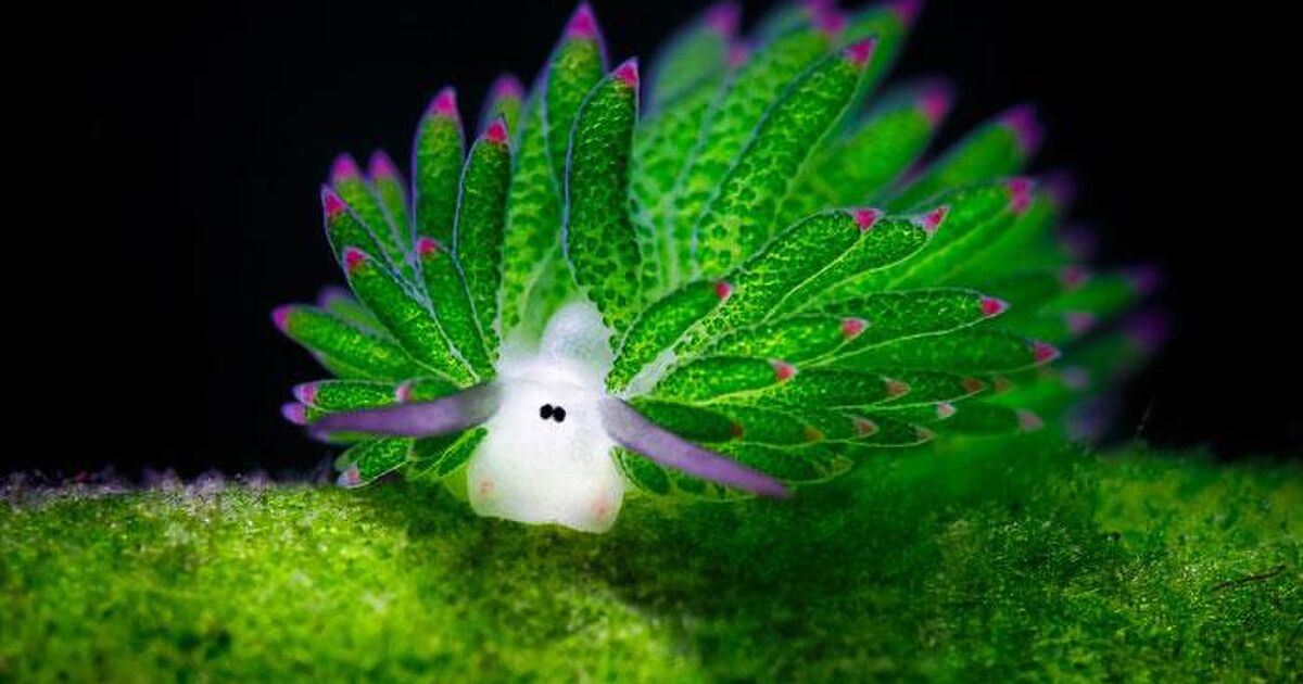 光合成する珍しい生物 テングモウミウシ 別名 葉っぱのヒツジ あまりに可愛過ぎて話題に Togetter