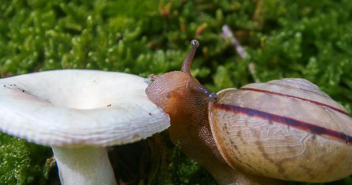 ガブッ ガブッ カタツムリの食事シーンがまるでハーモニカを吹いてるようでかわいい Togetter