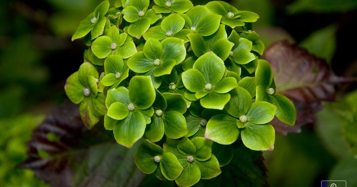 緑色の紫陽花は 葉化病 にかかってるかも 抜いて燃やして土を入れかえるしか Togetter