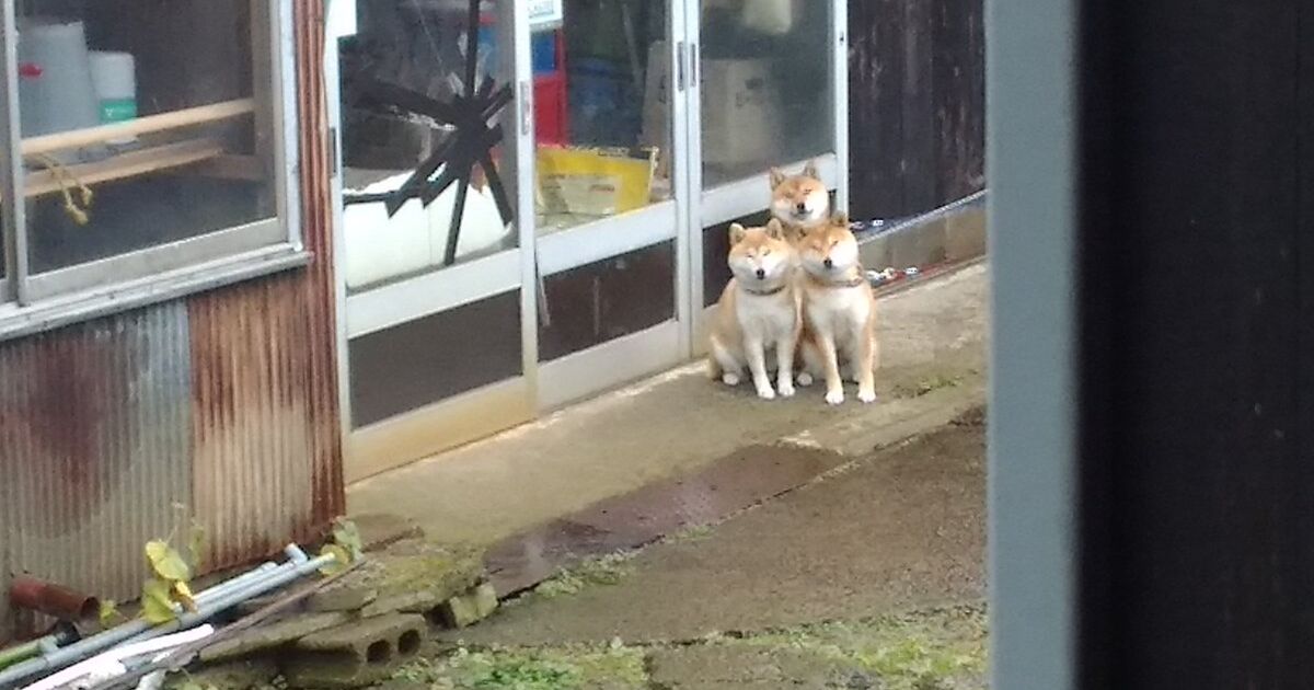 散歩待ちの三匹の柴犬がくっついている様子が可愛いすぎる モフモフ地獄の番犬 お団子みたい Togetter