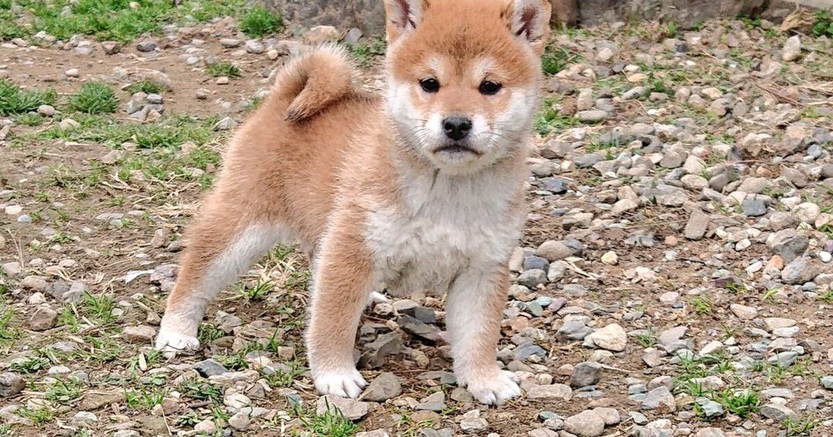 住職が檀家さんの家に年初のお札を配りに行ったら柴子犬様がお出迎えし その凛々しいお姿に お年玉をもらったような気分になりましてﾌｫｫｫｫｫｫ Togetter