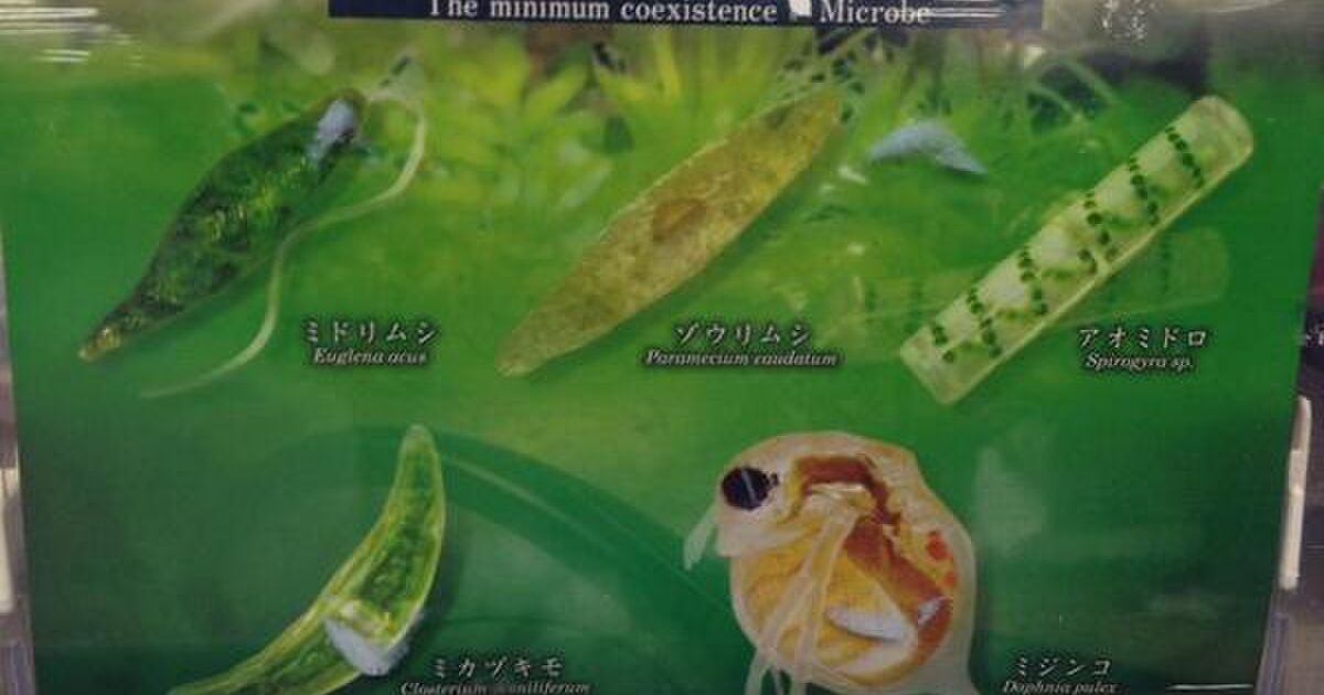 生き物グッズから本物へ 興味を広げることはできるのか ミドリムシガチャ クマムシさん 艦これ Togetter