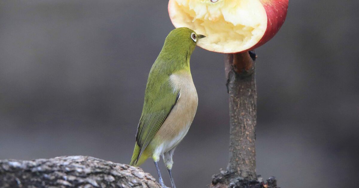 写真 リンゴをつつこうと背伸びするメジロがかわいい Togetter