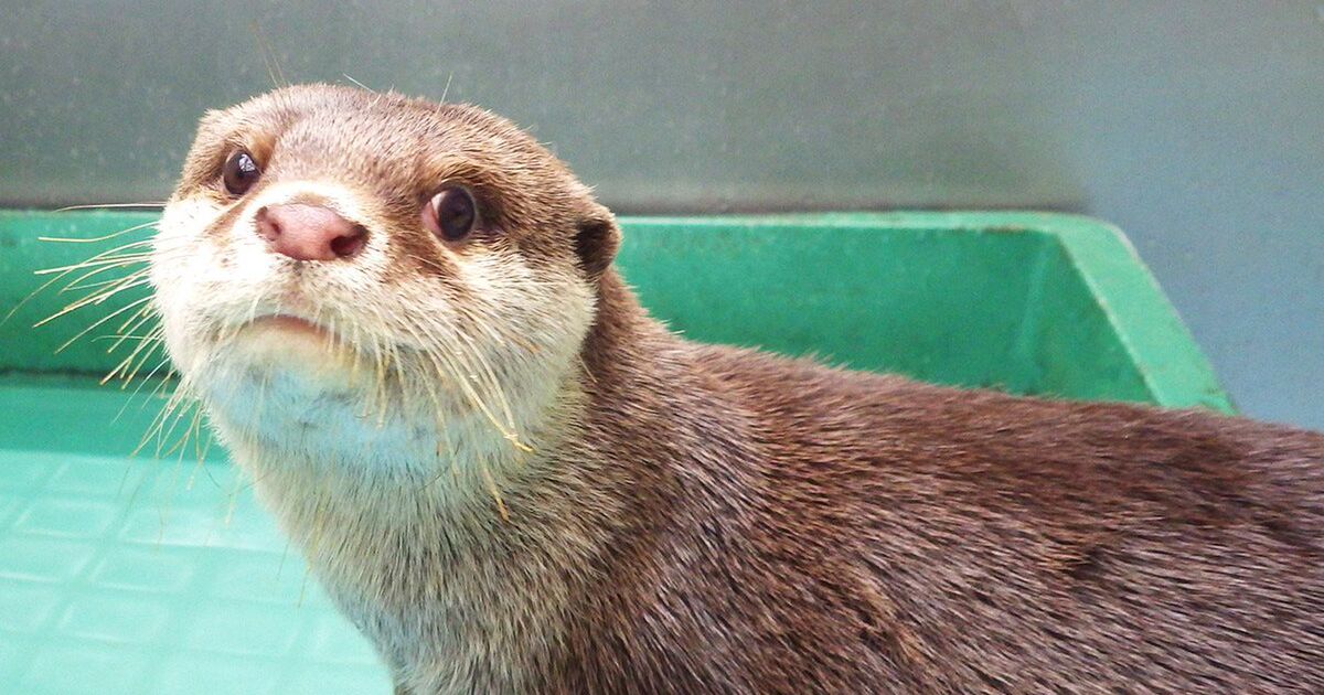 世界カワウソの日に向けて準備する海遊館さんがカワウソポーチをマジ添削 カワウソの特徴といえばひじ毛 Togetter