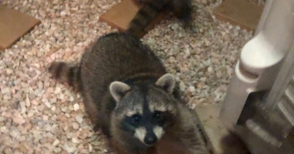 庭に見覚えのないもっふもふの何かが出現 そこにいちゃダメなやつだった デカくて速くて怖かった アカンやつや Togetter