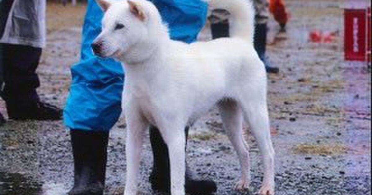 紀州犬 四国犬 北海道犬などの日本犬が絶滅の危機に Togetter