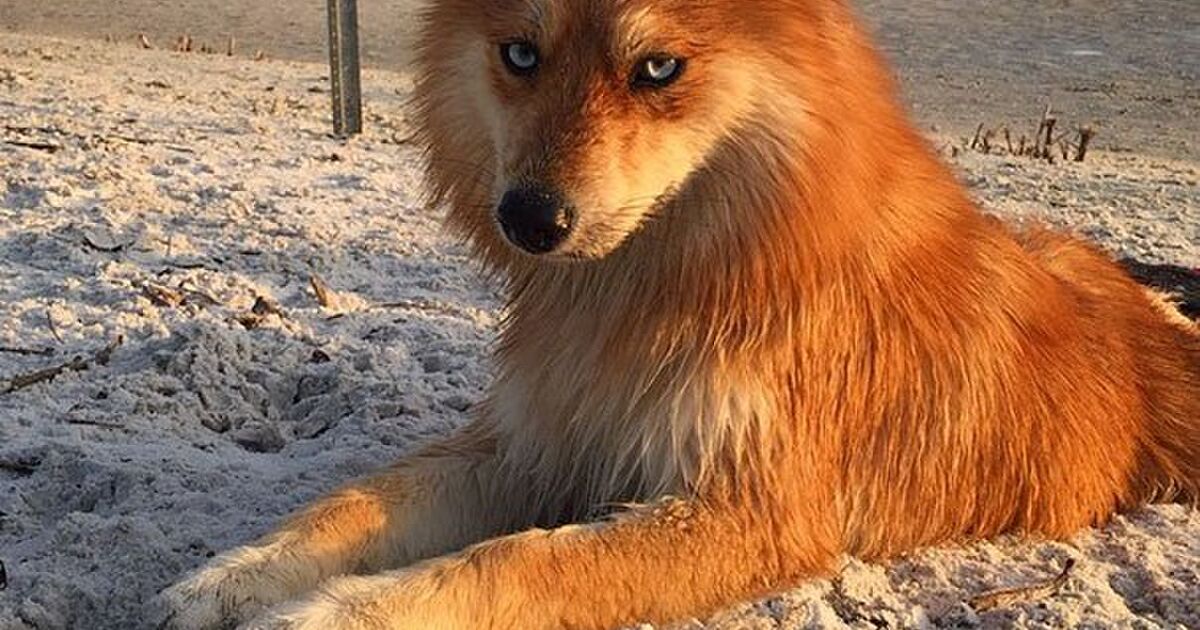 ポメラニアンとハスキーのミックス犬「ポンスキー」が凛々しくてかっこかわいい！「ズートピアのニックみたい