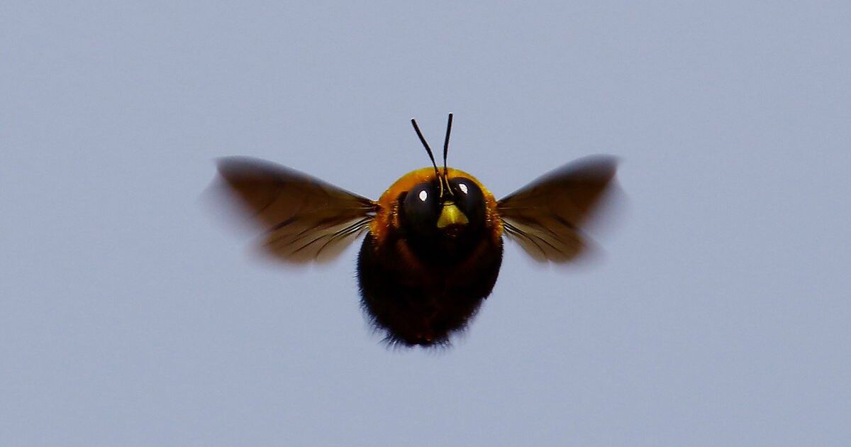 すごいモフモフで可愛い感じに撮れた クマバチ の画像が話題に 太っちゃった仮面ライダー 羽音はすごい 動画あり Togetter