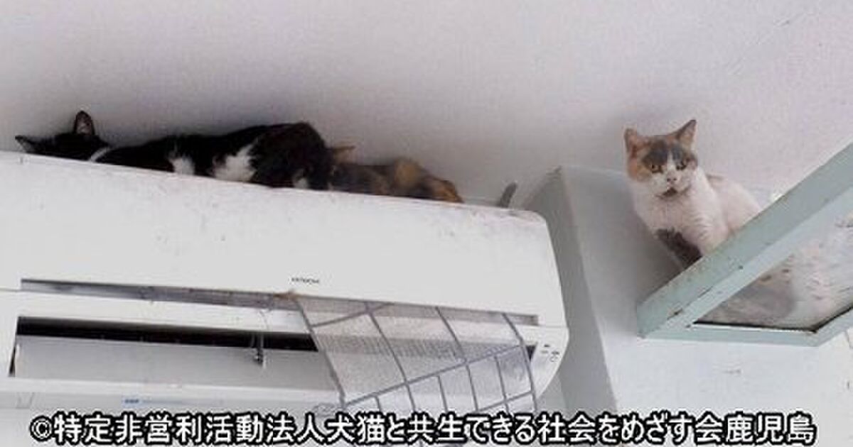 鹿児島 ネコカフェ 猫之坊 の経営者が行方不明になり 店内にはネコ達が放置され悲惨な状況に Togetter
