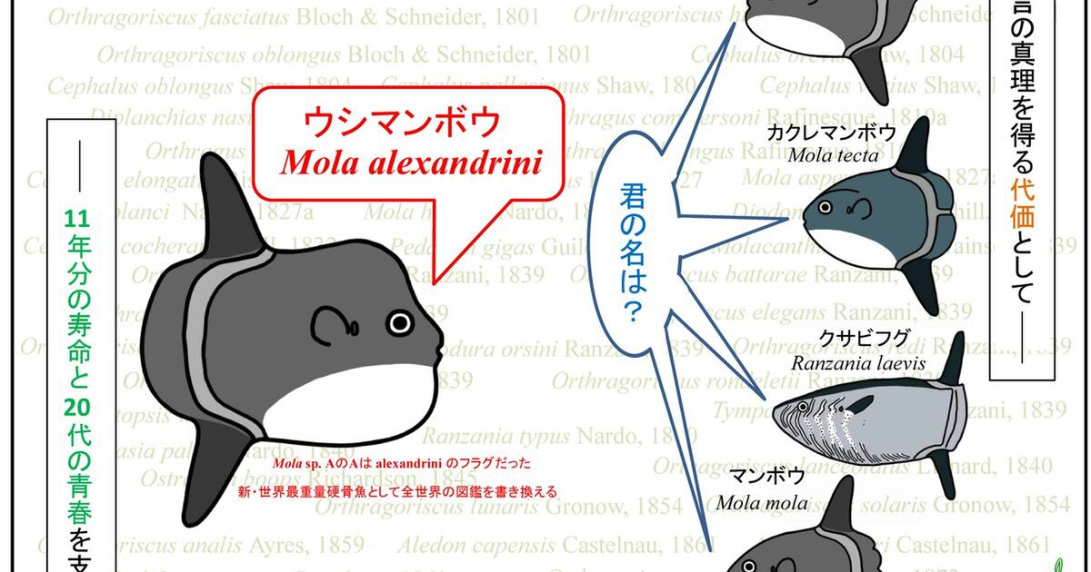 11年間マンボウに命をかけて研究し ギネスレベルの 新発見 をした博士のお話 それはマンボウじゃない ウシマンボウだ Togetter