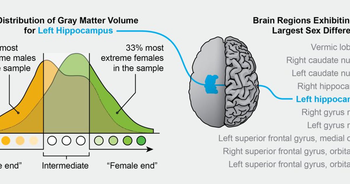 女と男 脳はどれだけ違う? Togetter