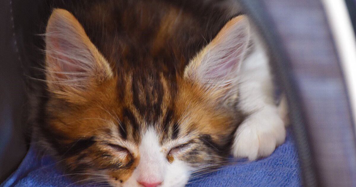 子猫さんが お腹空いた と鳴く動画に人間は悩殺され各地の猫さんはすっ飛んでくる 猫的に相当な飯くれコールみたい Togetter