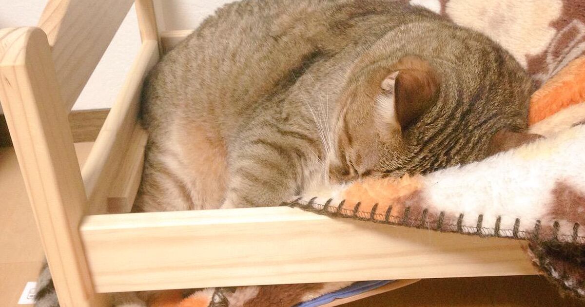 Ikeaの猫ベッドが壊れた Togetter