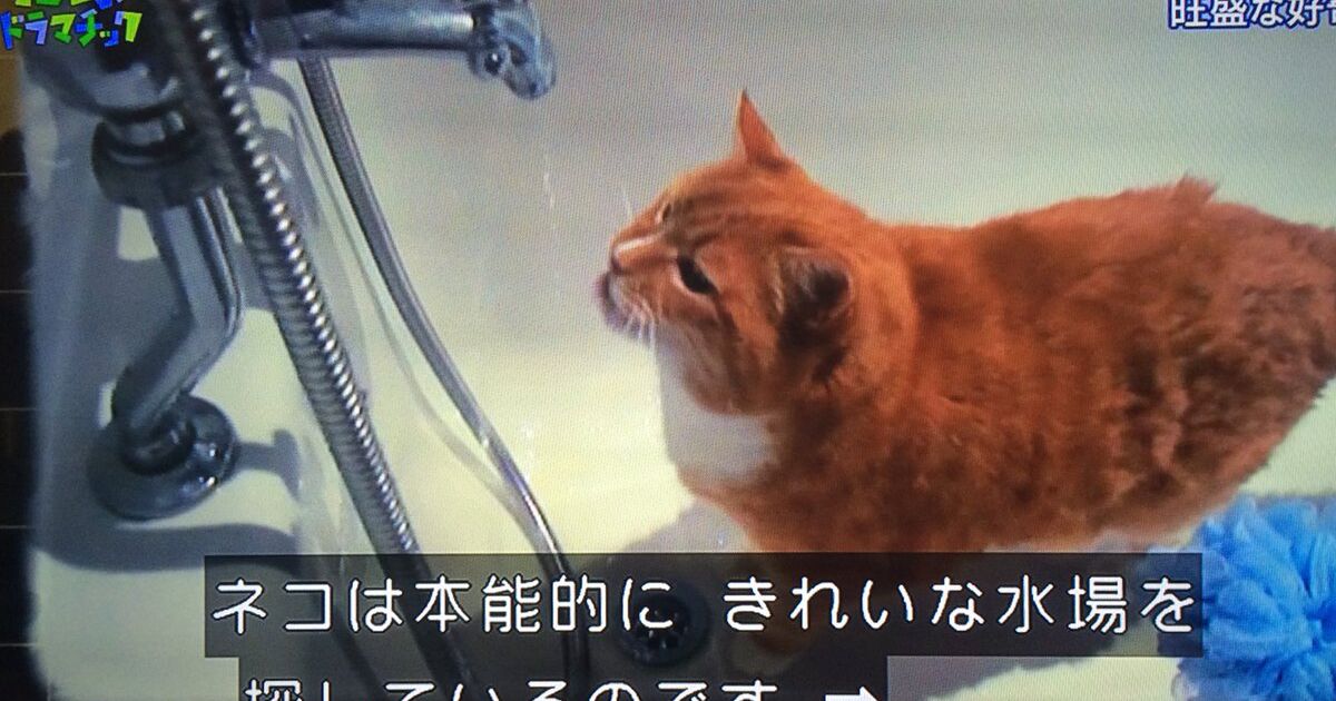 猫がわざわざ餌置き場の水入れから遠い場所の水を飲みにくるのはなぜか というお話 これ不思議だった Togetter