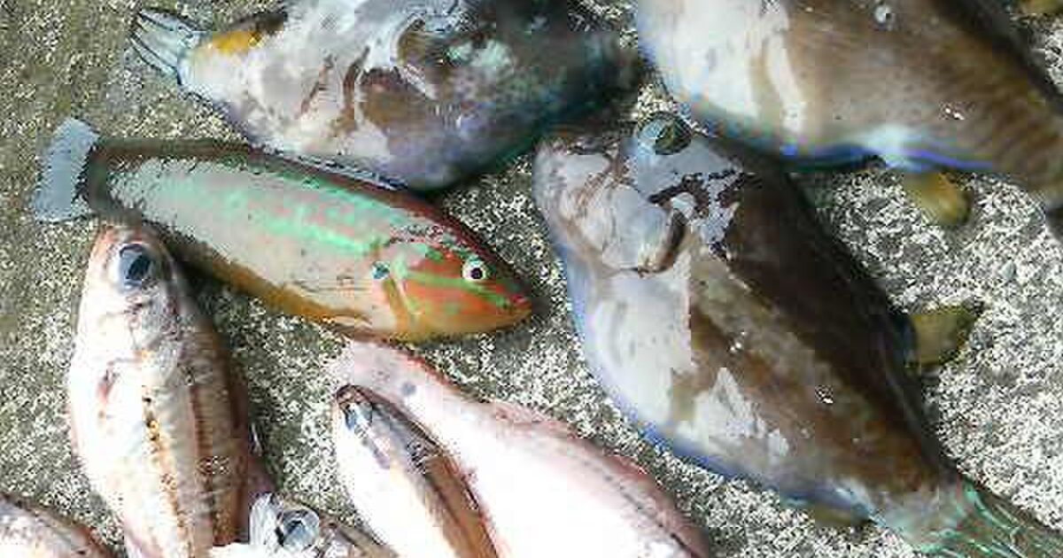 カワハギ釣って煮付けにしたら美味しかったよー に対して それキタマクラ 毒魚 とツイート殺到 果たして無事なのか Togetter