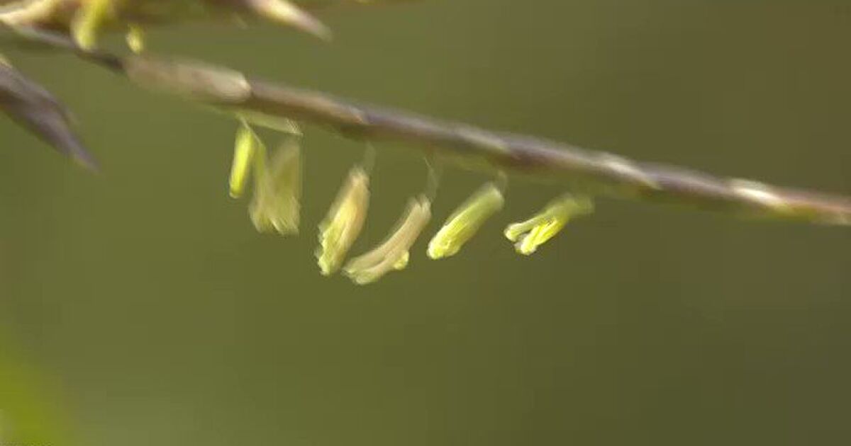 佐賀県で60年に1度しか咲かないと言われる竹の花が咲いているのが見つかった これは貴重 初めて見た 凶事の前触れ などとの声 Togetter