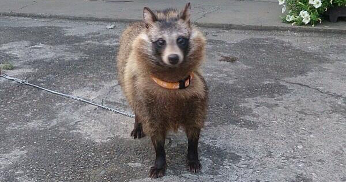 先輩が子猫を拾ったと思って獣医に連れて行ったら犬判定で里親が見つかるまで育ててたらまさかのタヌキ Togetter