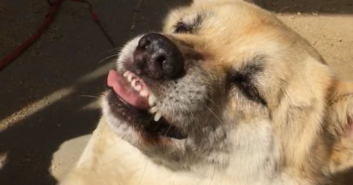 舌を出すのがポイントです 犬に教わる Th の発音 日本人の苦手なやつ 夏になるとやたらにやる Togetter