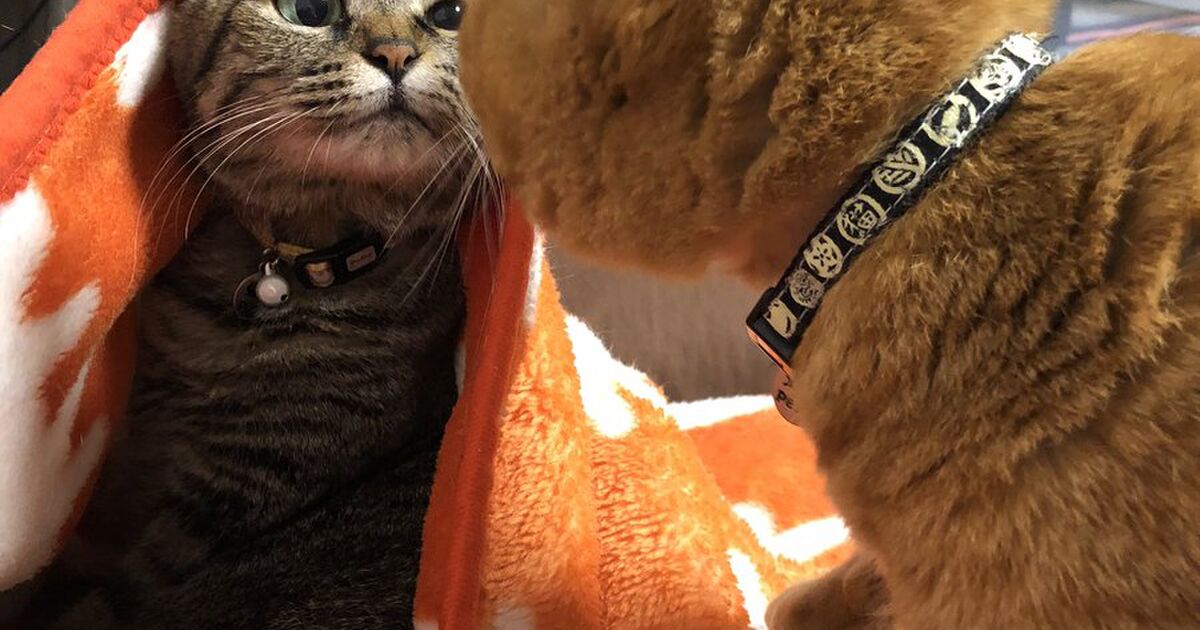 猫が足をこすりつけるのはなぜですか?