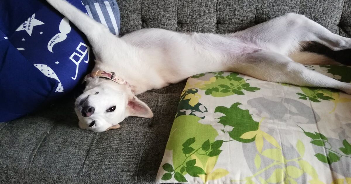 犬を家に入れよう というツイートを見た獣医師 最初は遠慮しますが 図々しくなり最後は コタツ犬が大集合する流れに Togetter