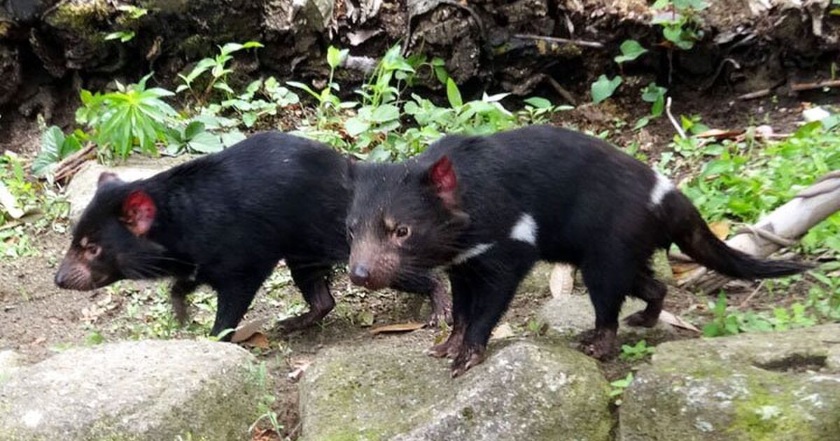 多摩動物公園にやってきたタスマニアデビルのこと Togetter