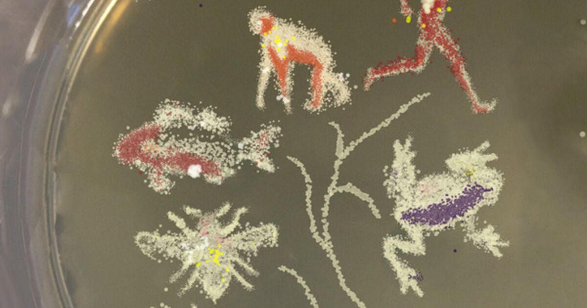 細菌を使った驚愕のアートが存在した リアルもやしもんかと話題に Togetter