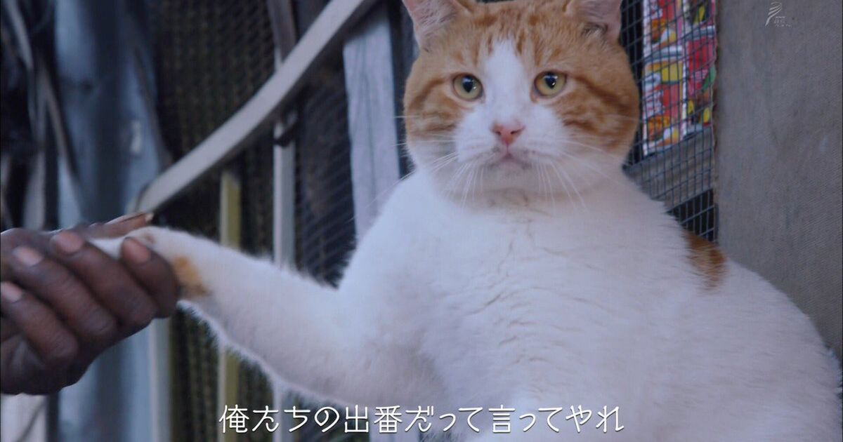 岩合光昭の世界ネコ歩き ジャマイカ 町のヒーローのティティ ブルーマウンテンの子猫たち 母猫許可済 世界ネコ歩き Togetter