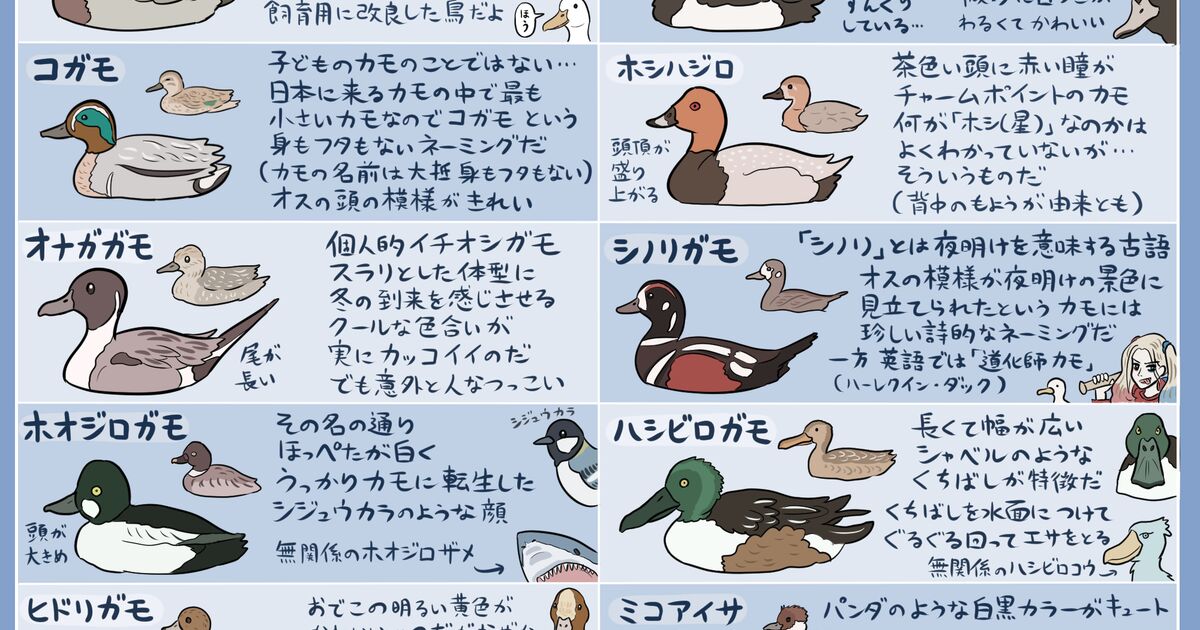 ぼちぼち日本にやってくる冬のカモ達の早見表が可愛いしすごく勉強になる これは分かりやすい どれが食えるやつ Togetter