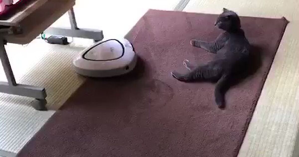 マイペースな猫さんにお掃除ロボットが近寄ってきた結果がゆるすぎて和む なすがままなの可愛らしい Togetter