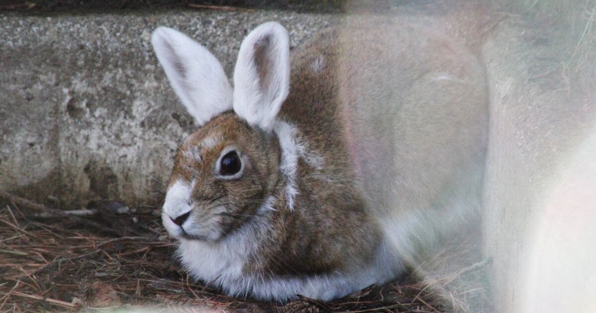 この季節限定 ウサギのウサミミカチューシャ 何を言っているかわからないと思いますが見たら分かります Togetter