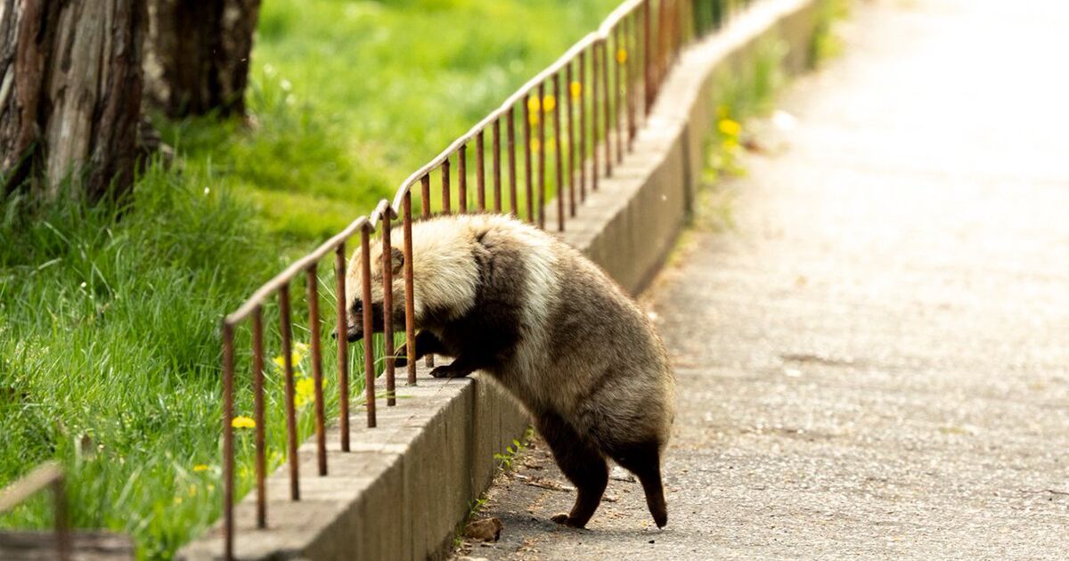 みじかわいい 全世界の肉球マニアが幸せになる画像 タヌキさんがブロックを短いあんよで越えようと頑張る様子が尊い Togetter