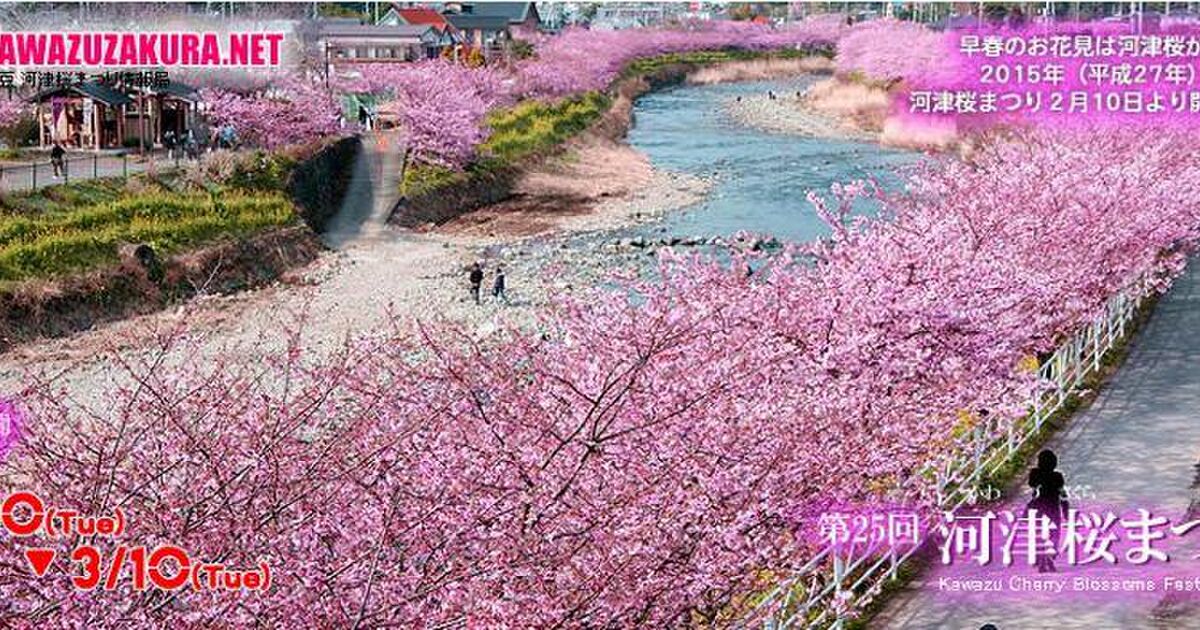 河津桜まつり 来週が見頃 伊豆の桜で早めの春を満喫しよう Togetter