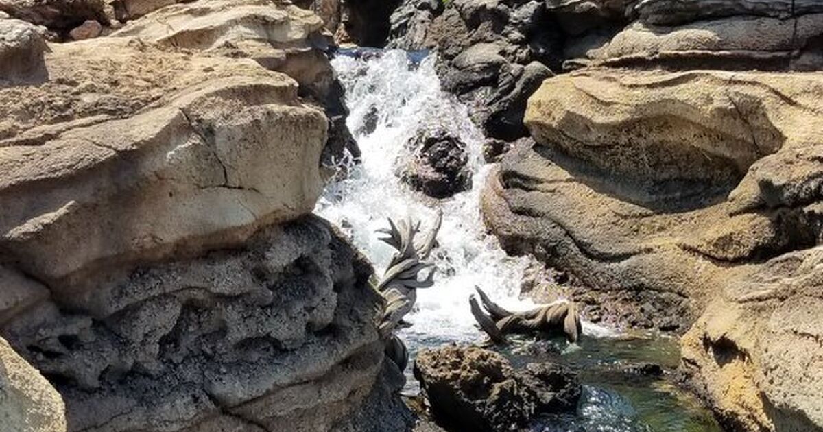 ディズニーのランドとシーの決定的なちがいはこれ 重要すぎ これはシーに行きたくなる いろんな側面のちがいも集まって参考になる Togetter
