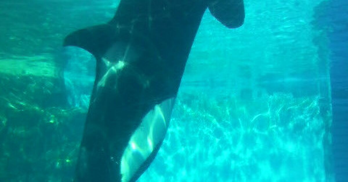 名港のシャチ ナミ死亡の報にはじまった 水族館とか動物園とかオオカミとか 動物にまつわる思考もろもろのまとめ Togetter