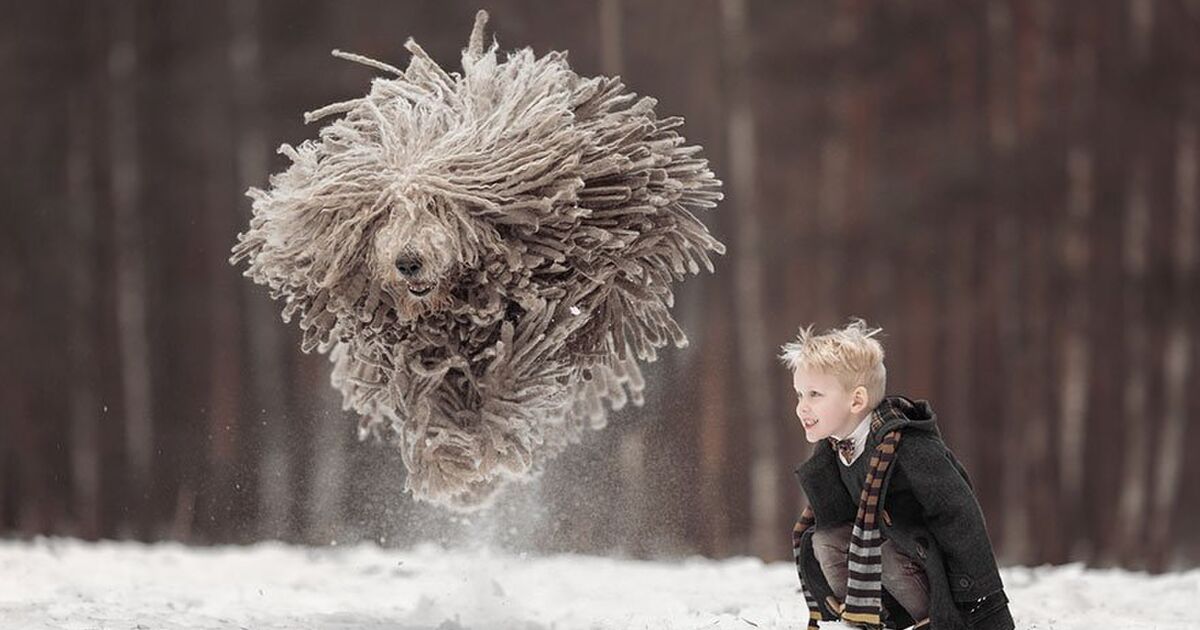 モップ犬 コモンドール と少年がはしゃぐ写真がまるでファンタジーの世界 Togetter