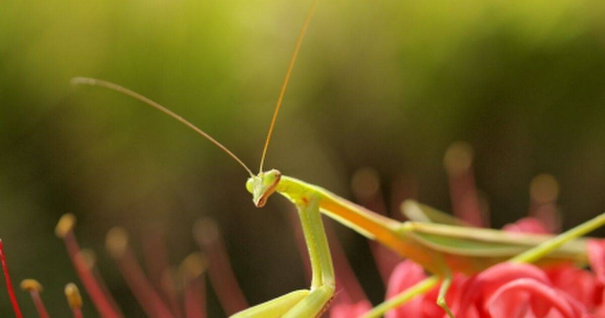 発想が凄い カマキリの餌はバナナ 何故 バナナは食べない それに寄ってくる虫を食べるから餌を採ってくる必要がない Togetter