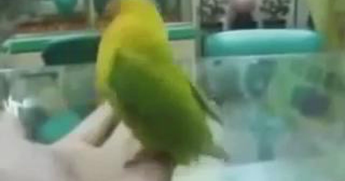 音声注意 インコを飼ってる部屋でavを見続けるとこうなる Togetter