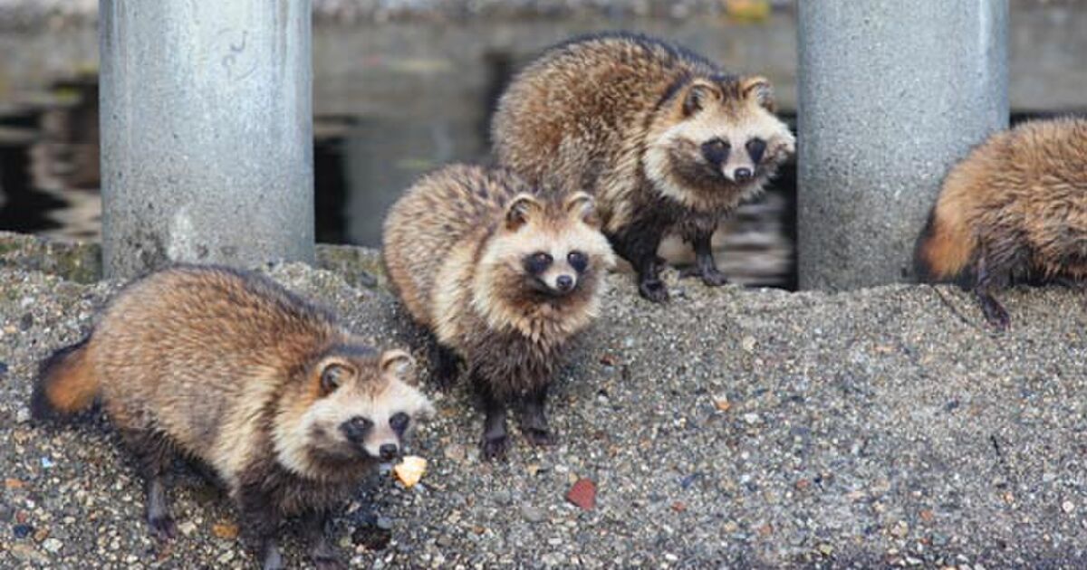 タヌキって絶滅してないのが不思議な生態してた 車のヘッドライトにビビッて気絶 轢かれる Togetter
