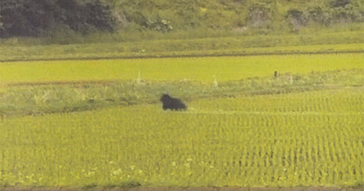 青森県警のくま出ましたツイートバリエーション Togetter