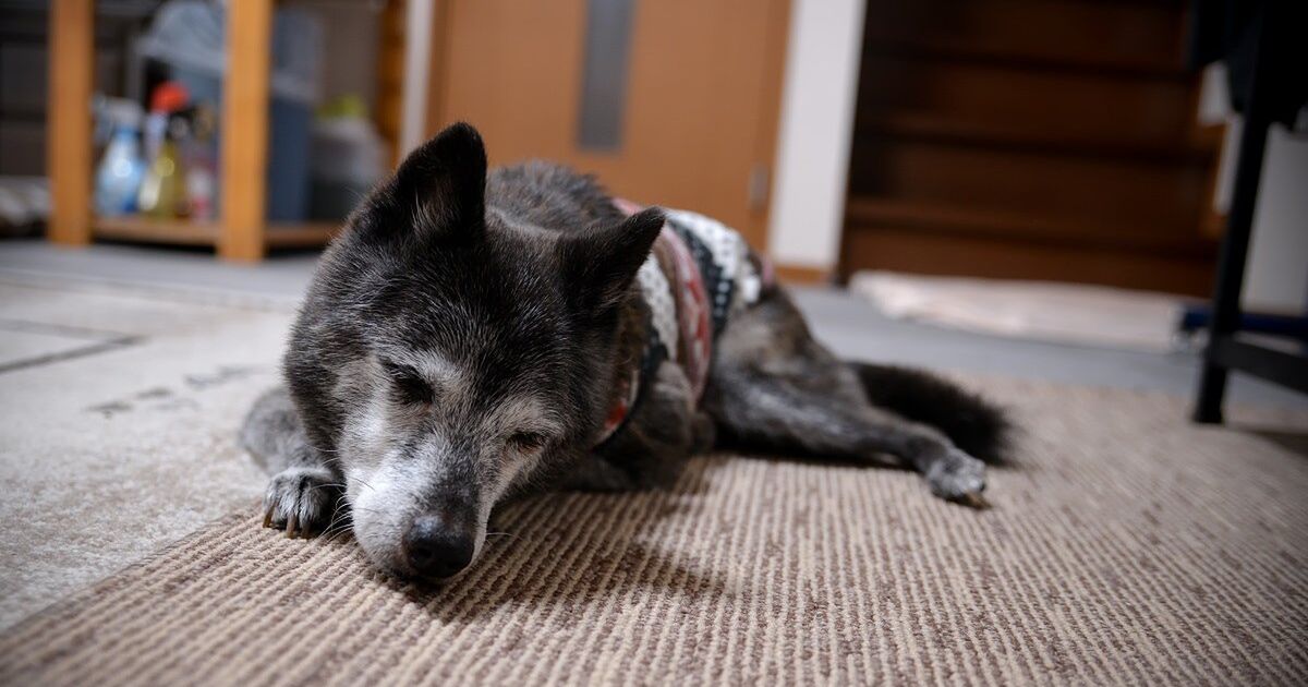 老犬は かわいそう じゃなくて かわいい 秘密結社老犬倶楽部 で老犬の魅力を再発見 Togetter