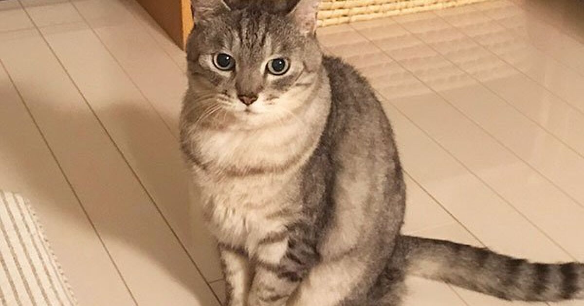 猫好きはアホなので から始まる猫好きあるあるがわかりみの塊すぎる 全部わかりすぎて胸が苦しい Togetter