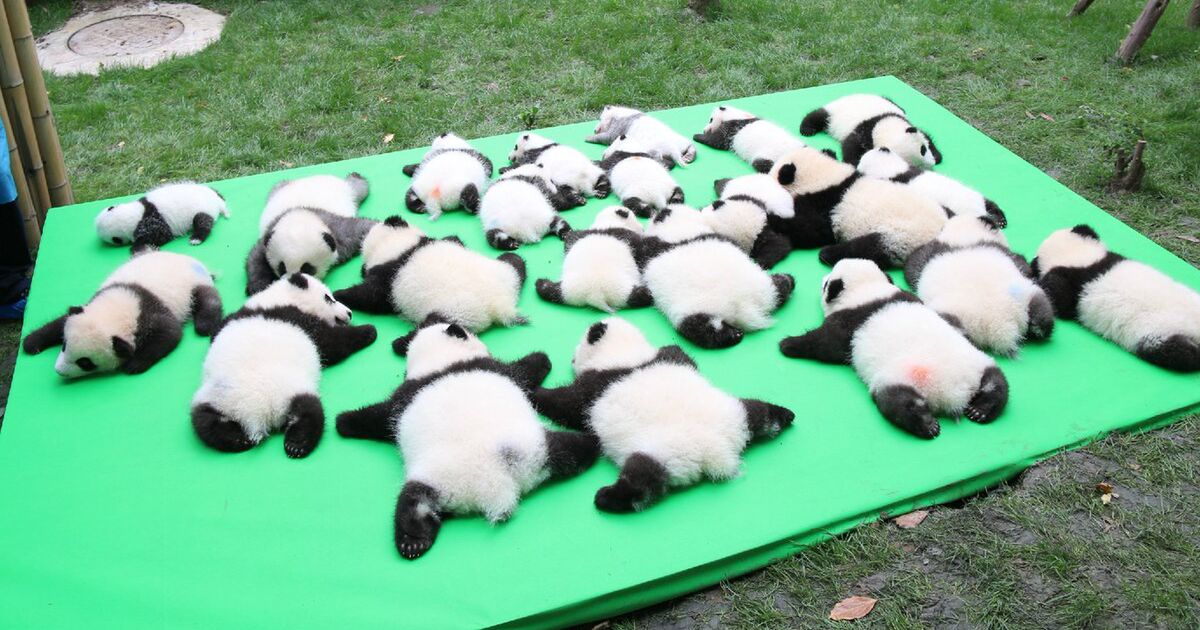 中国 成都でお披露目された23頭の子パンダが 尋常じゃなく可愛すぎるので見てください Togetter